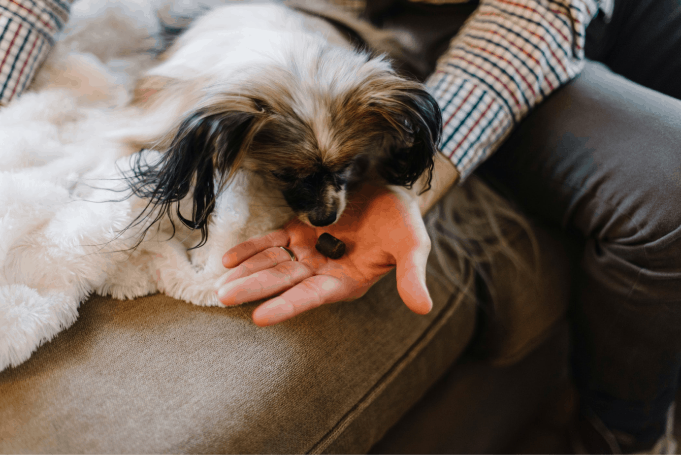 3 Reasons to Use CBD to Help Treat Your Pet