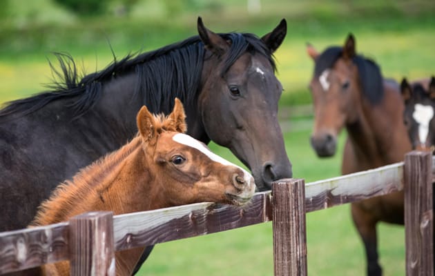Everything Worth Knowing About Thoroughbred Horse Breed