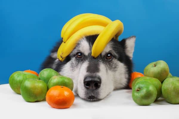 What Are The Best Vitamin C Sources For Dogs?