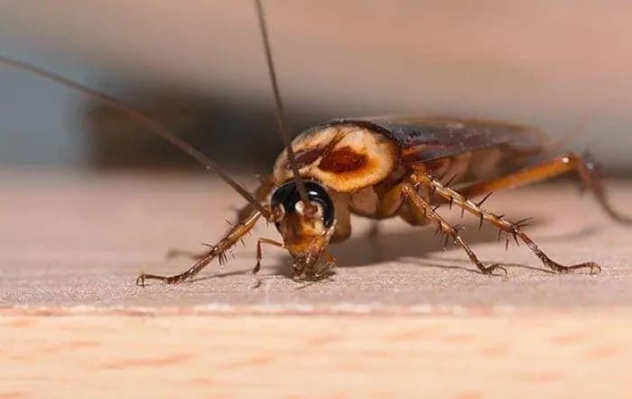 5 Practical Tips to Prevent Pantry Pests